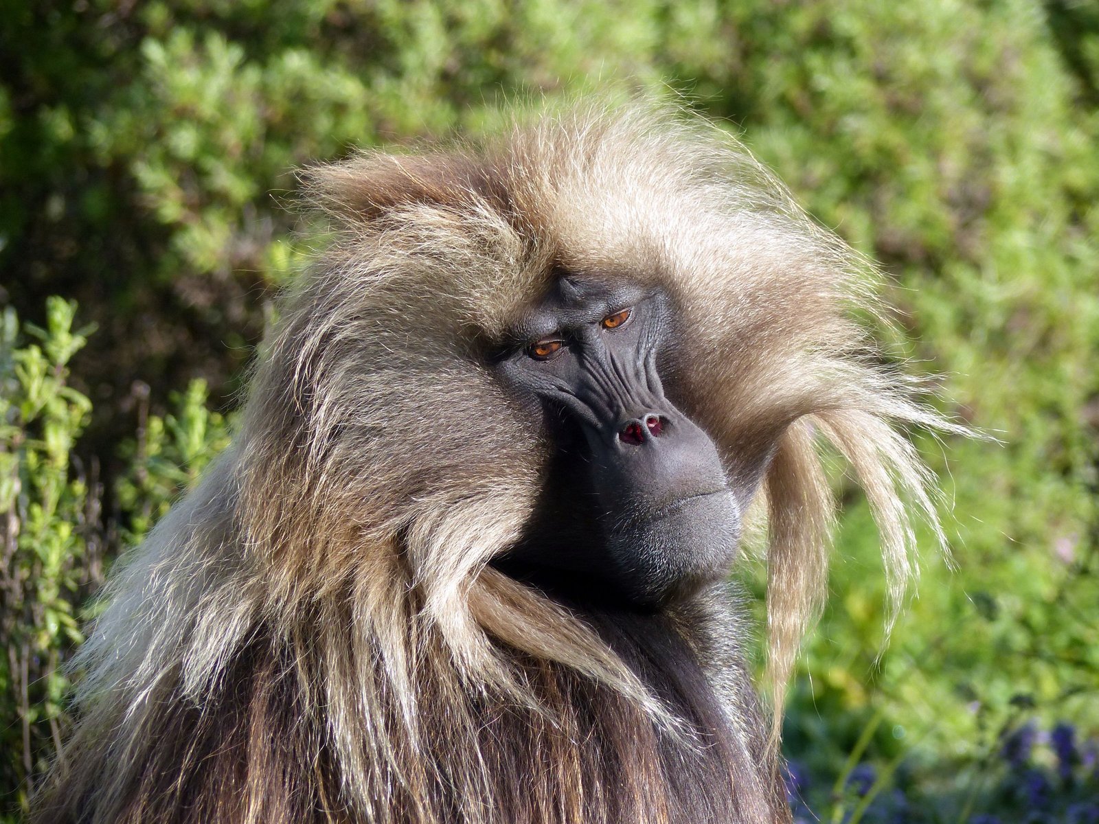 The Simien