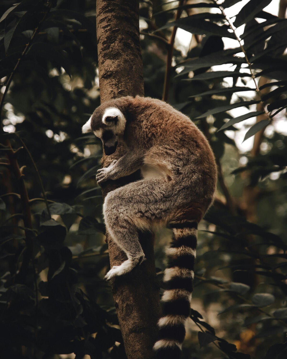 The lemurs