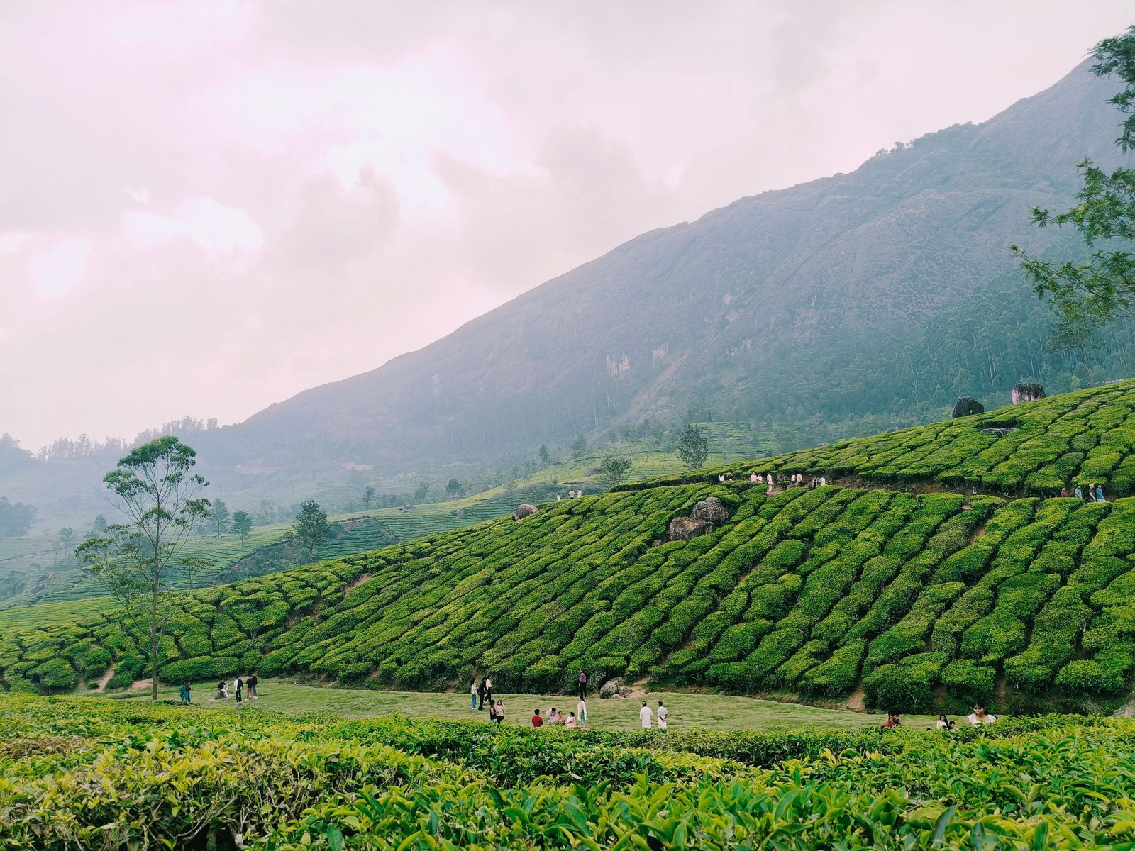 The spice hills