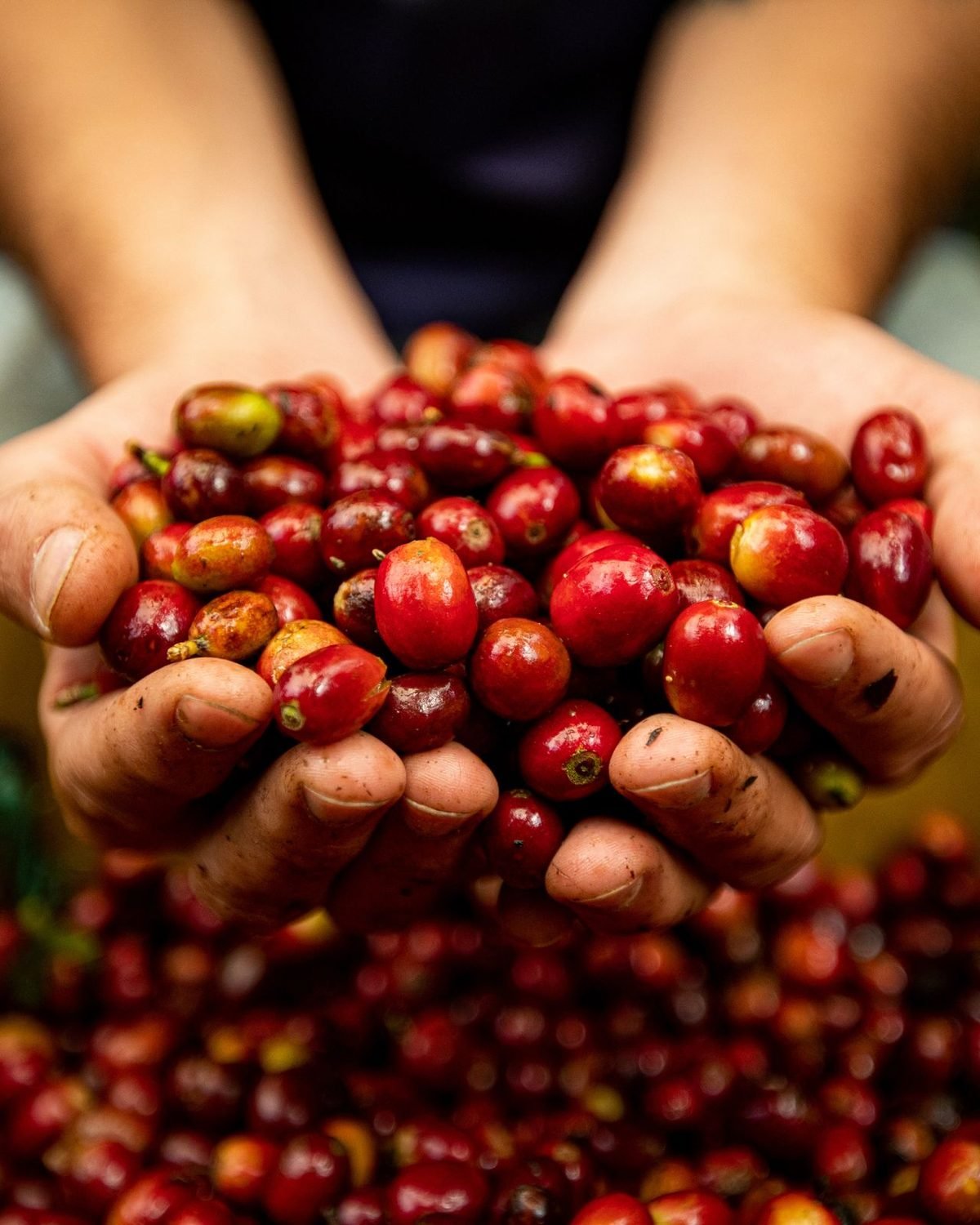 Wild coffee