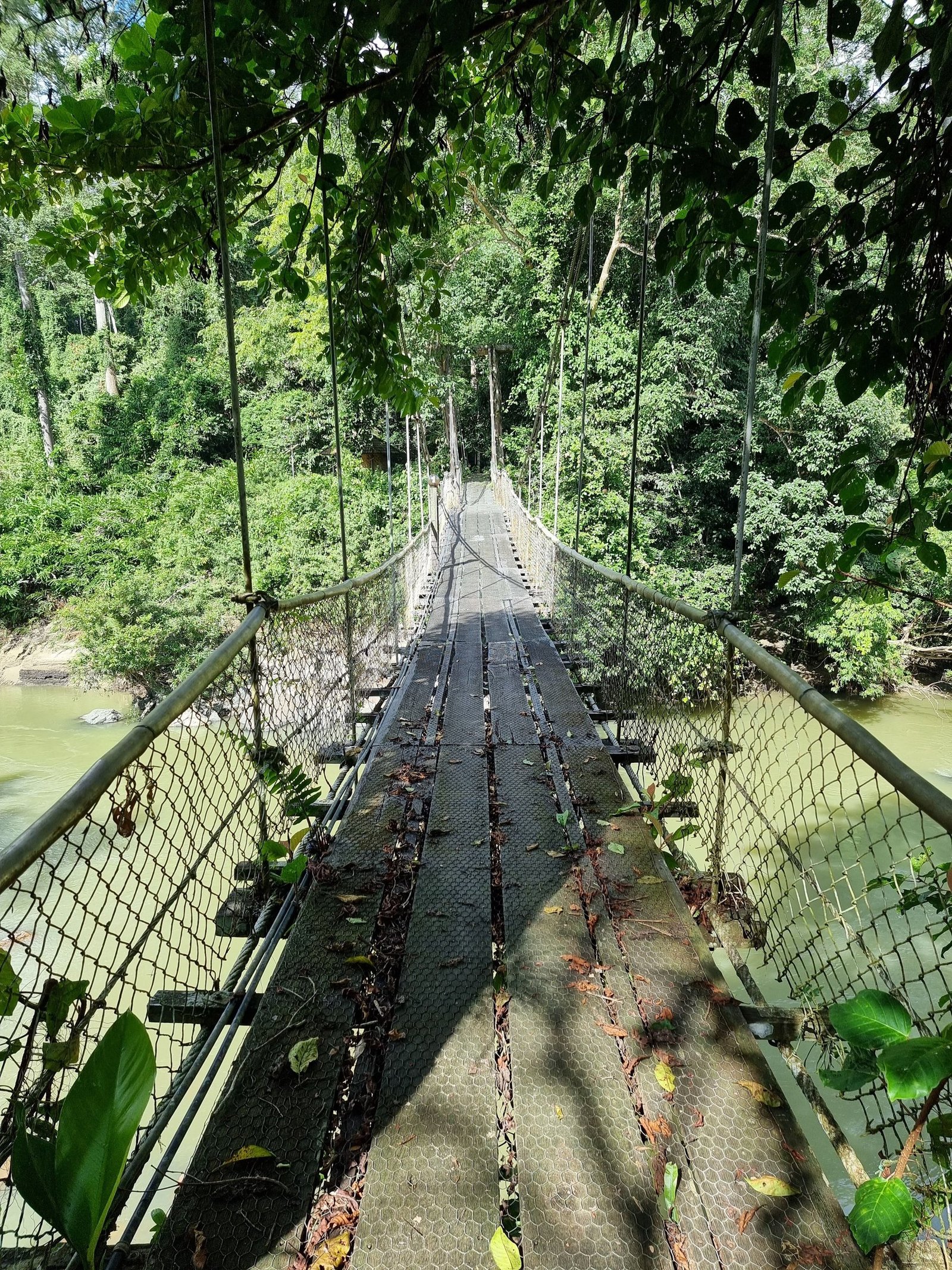 The ancient rainforest